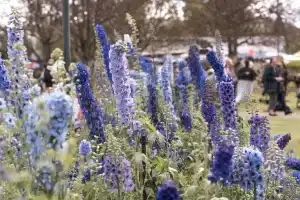 blueflowers scaled 1 - Want something blue for your wedding? – 5 easy ways - Little Cocoa